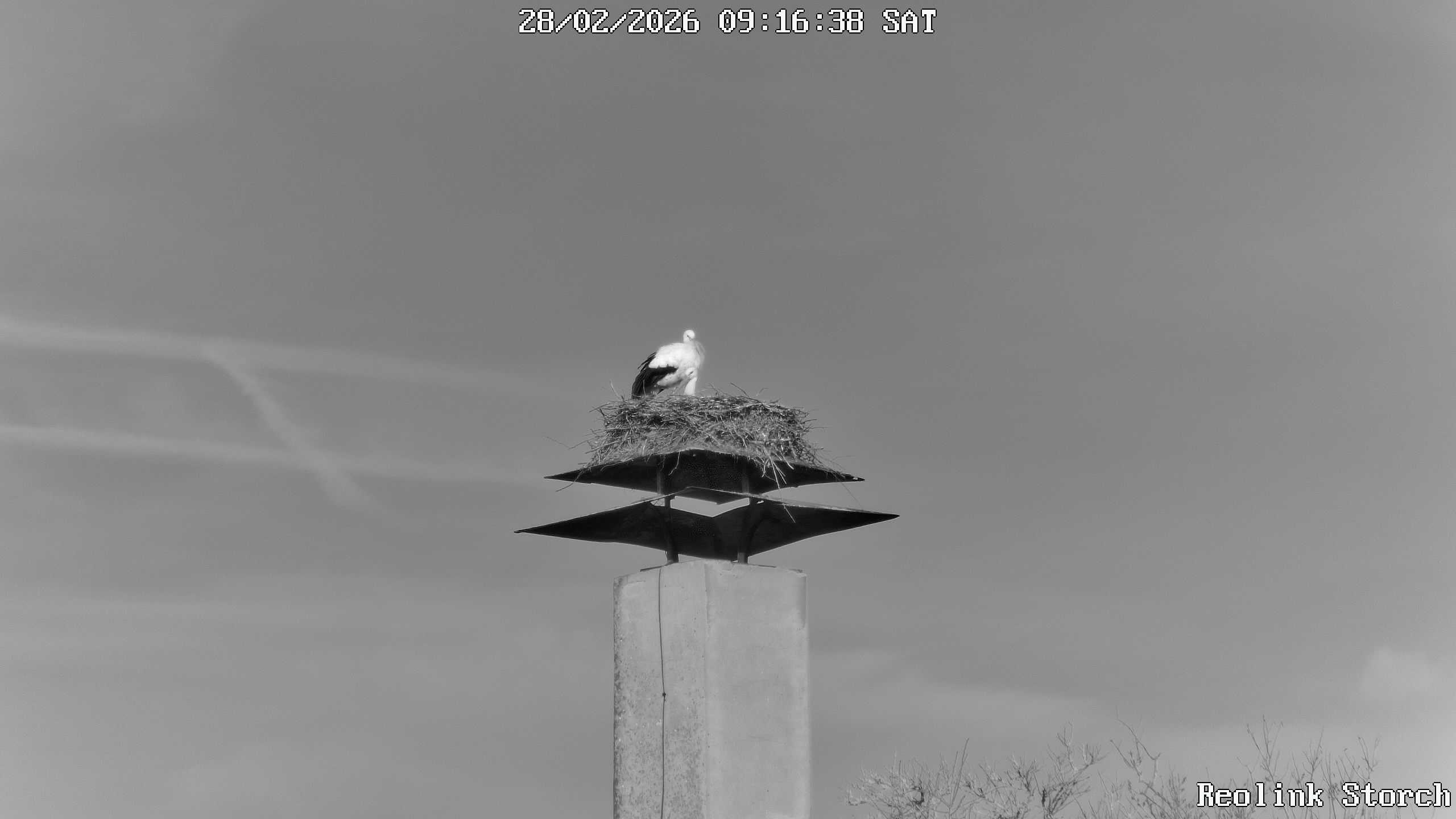 Storchencam Bild
